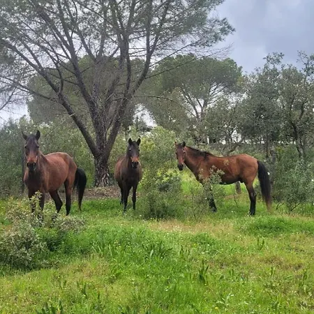 Appartement Quinta Do Vale São Bartolomeu de Messines